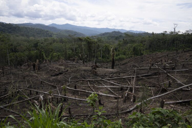 Forest carbon credits aim to offset pollution